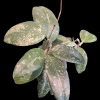 Hoya RHM 05-01