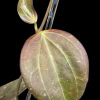 Close-up of Hoya 'Black Magic' leaf showing variegation and texture.