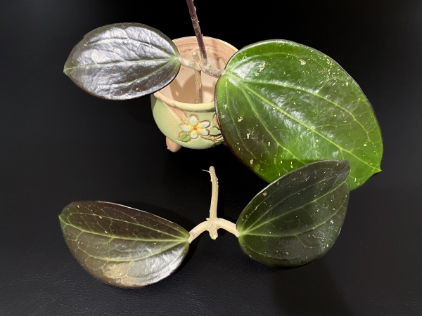 Healthy Hoya AH 'Black Magic' plant with dark leaves.
