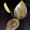 Close-up of Hoya AH 'Black Spinel' leaf plant with dark green and purple hues.