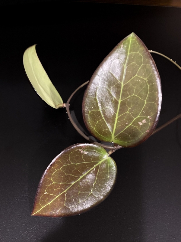 Close-up of Hoya AH 'Black Spinel' leaf plant with dark green and purple hues.