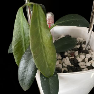 Close-up of Hoya apoensis plant with green leaves in a white pot.