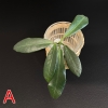 apoensis-a-1 Hoya apoensis