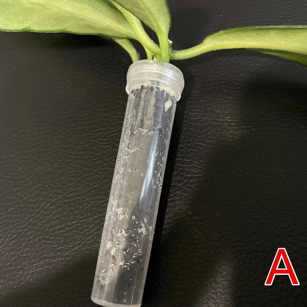 apoensis-a-3 Hoya apoensis