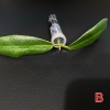 apoensis-b-1 Hoya apoensis
