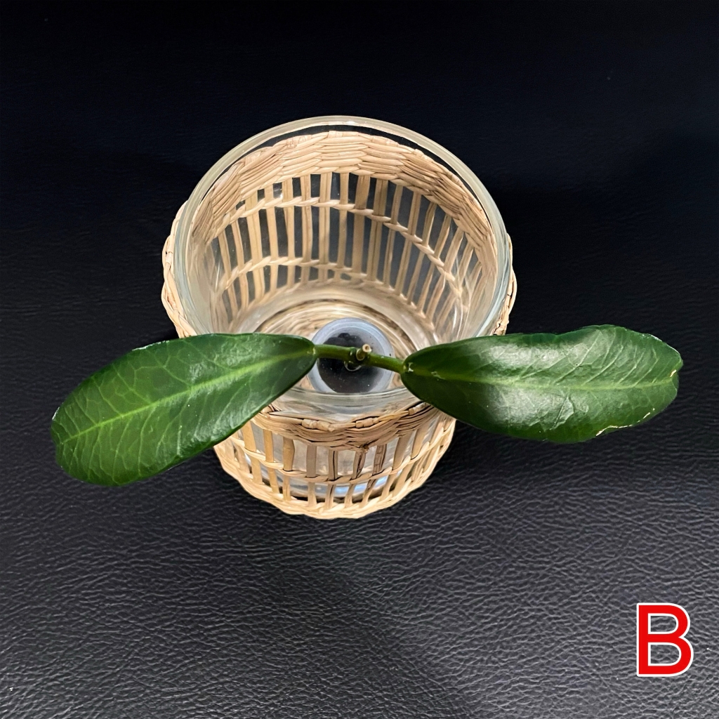 apoensis-b-2 Hoya apoensis