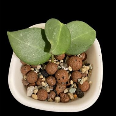 Close-up of a small Hoya succulent plant in a white pot with brown and white rocks, on black background.