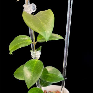 Hoya ‘Aramelon’ close-up of variegated foliage in a pot.