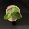 aramelon-a-1 Hoya ‘Aramelon’ (UPT012)