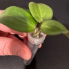 aramelon-a-4 Hoya ‘Aramelon’ (UPT012)