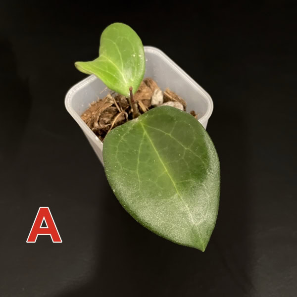 Hoya ‘Aramelon’ Hoya plant with large, glossy leaves in a small pot.
