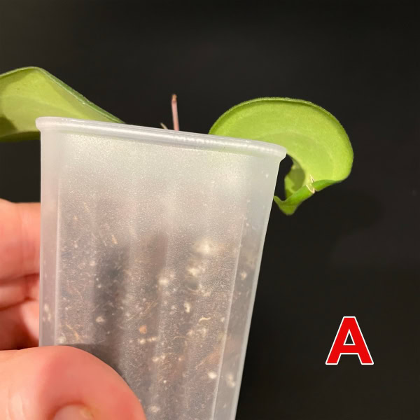 Hoya ‘Aramelon’ plant in a clear plastic cup with green leaves.