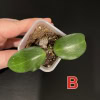 Hoya ‘Aramelon’ plant with two glossy green leaves in small pot.