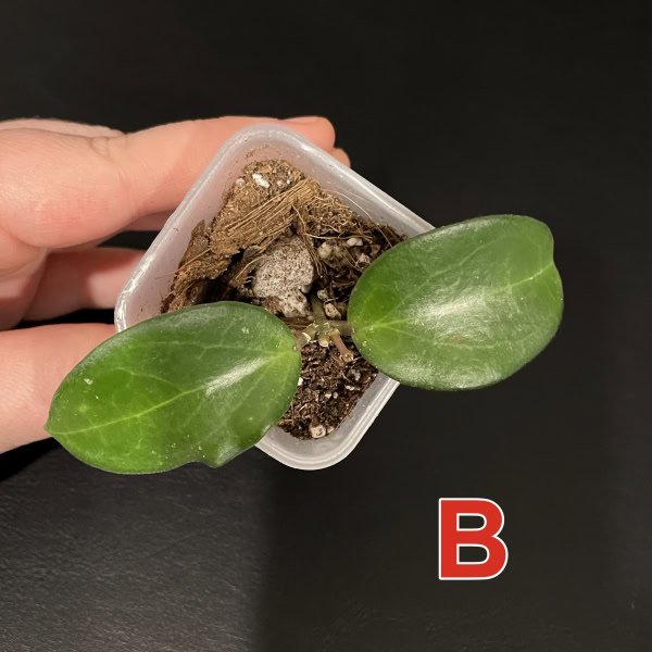 Hoya ‘Aramelon’ plant with two glossy green leaves in small pot.