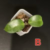 Young Hoya ‘Aramelon’ plant with glossy green leaves in a pot.