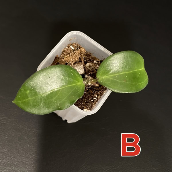 Young Hoya ‘Aramelon’ plant with glossy green leaves in a pot.