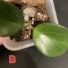 Close-up of Hoya ‘Aramelon’ plant with glossy leaves.