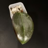Hoya plant with dark, glossy leaves, showcasing unique foliage.