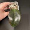 Hoya plant with dark, glossy leaves, ideal for indoor succulent collections.