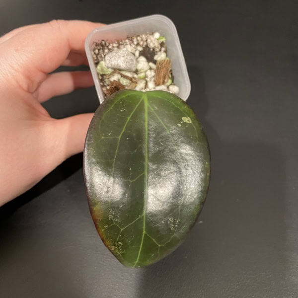 Hoya plant with dark, glossy leaves, ideal for indoor succulent collections.