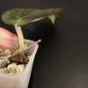 Hoya AH 'Black Spinel' leaf and stem in a small pot, showcasing unique foliage.