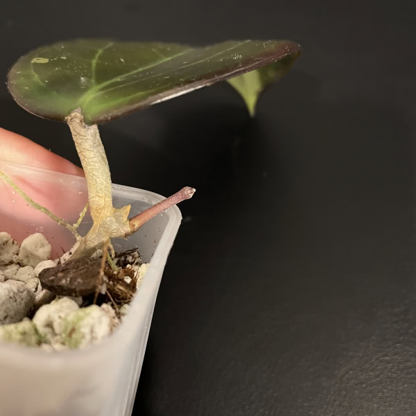 Hoya AH 'Black Spinel' leaf and stem in a small pot, showcasing unique foliage.