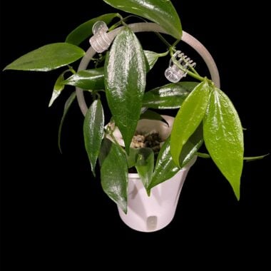 Close-up of a lush green hoya plant in a white pot against a black background.