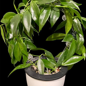 Hoya plant wreath with lush green leaves in a white pot.