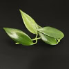Close-up of a healthy Hoya plant leaf on black background.