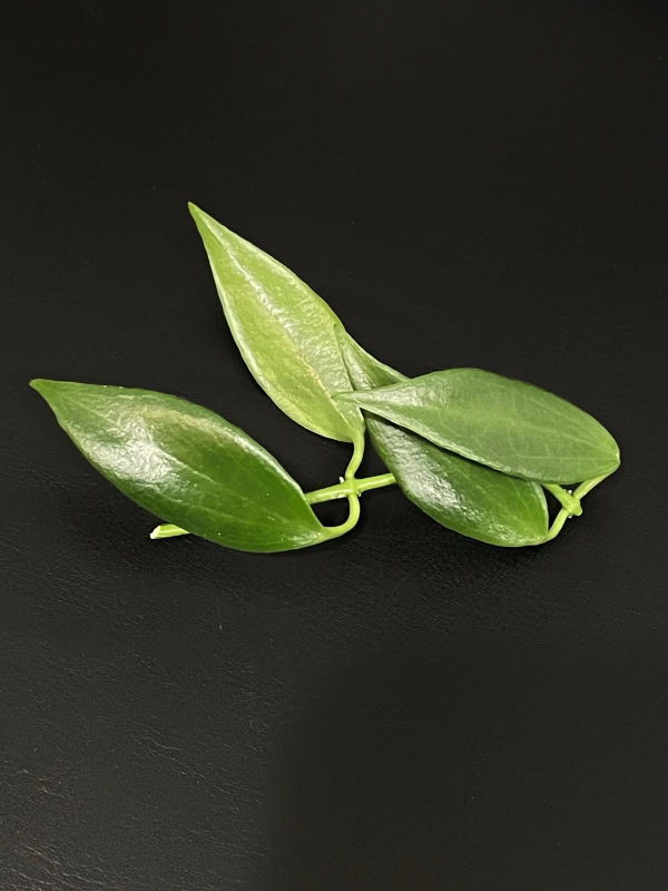 Close-up of a healthy Hoya plant leaf on black background.
