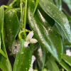 Hoya plant with small white flowers and glossy green leaves.