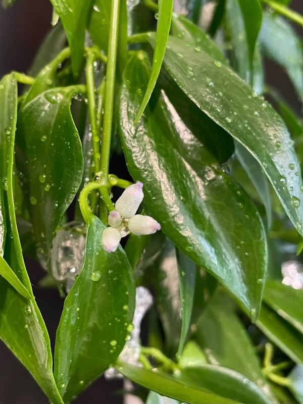 Hoya plant with small white flowers and glossy green leaves.