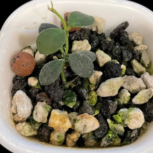 Young Hoya boycei plant growing in a small pot with rocky soil.