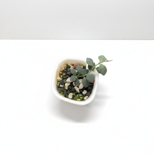 Hoya boycei