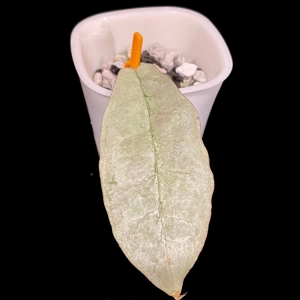 Silver-leaved Hoya mitrata plant cutting in a pot, showcasing unique foliage.