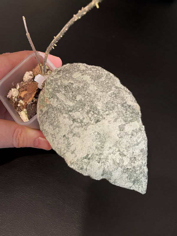 Hoya caudata (super silver)