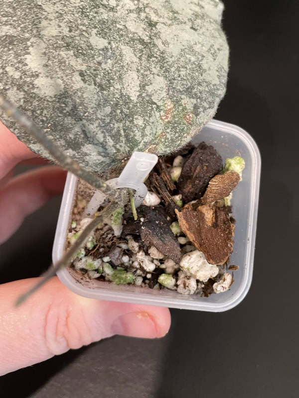 Hoya caudata (super silver)