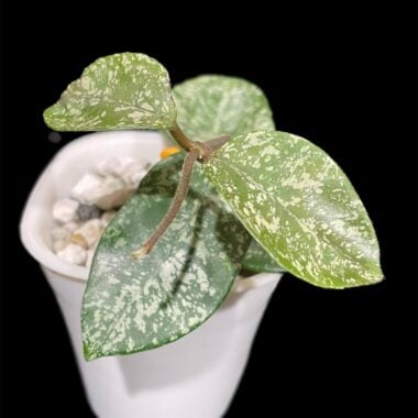 Close-up of variegated Hoya plant with green and cream leaves in white pot on black background.