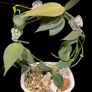 Hoya carrii, a popular Hoya plant, displayed in a white pot with decorative stones.