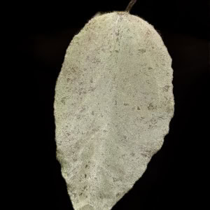Close-up of Hoya caudata ‘Argene’ leaf showing texture and shape.