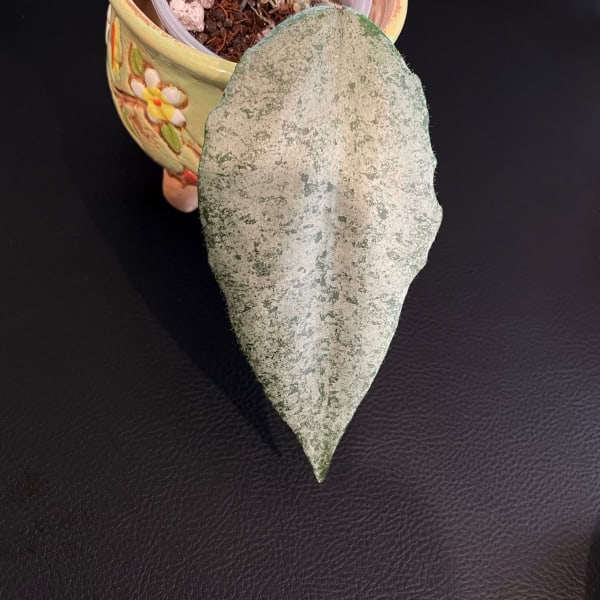 Hoya plant leaf with variegation in a decorative pot, close-up.