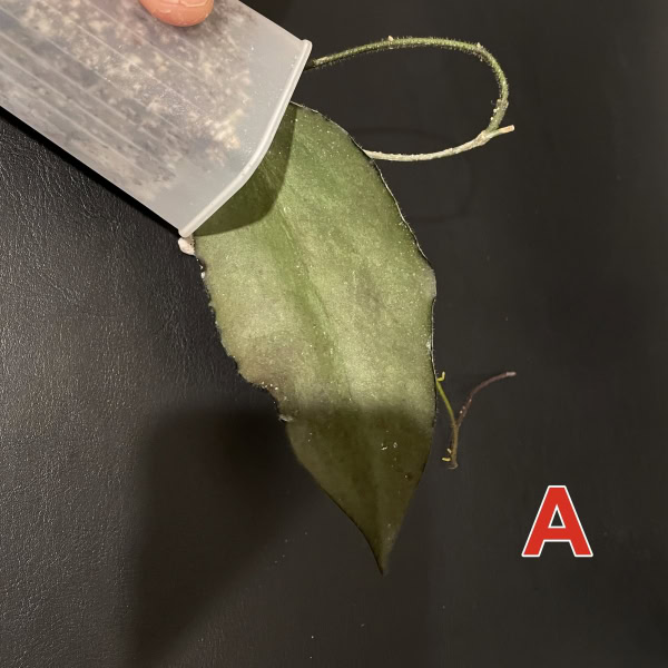 Hoya caudata ‘Argene’