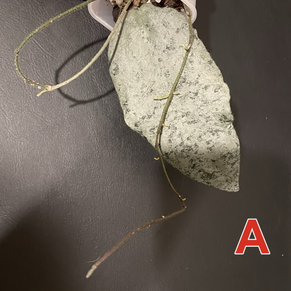 Hoya caudata ‘Argene’