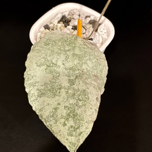 Hoya caudata super silver plant with variegated leaves and a pot of growing medium.