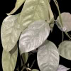 Hoya coriacea Silver plant with silvery-green leaves, ideal for indoor and outdoor Hoya plant collec.