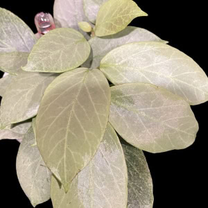 Hoya ‘Cryptic Chrome’ plant with variegated leaves and new growth.