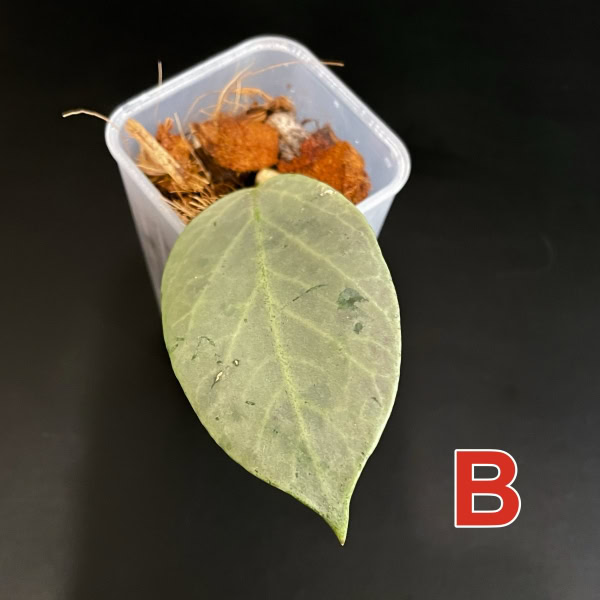 Hoya ‘Cryptic Chrome’ (CML-09-21-A)