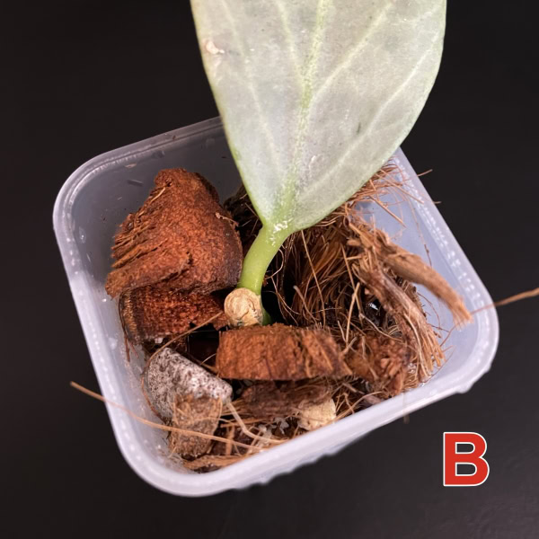 Hoya ‘Cryptic Chrome’ (CML-09-21-A)