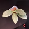 Hoya ‘Cryptic Chrome’ Hoya plant with variegated leaves.