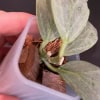 Hoya ‘Cryptic Chrome’ plant with variegated leaves in a small pot.